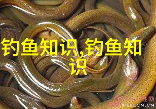 黑坑钓鱼到底要不要用小药老钓手一次性给你讲清楚