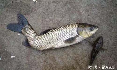 被渔民鄙视的小鱼却成了日本的宠儿