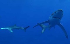 什么是大青鲨